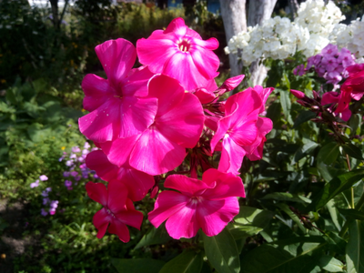 "Бутоны флокса" Силиконовый молд