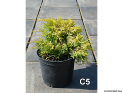 Можжевельник Кинг оф Спринг - King of Spring