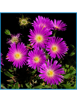 Delosperma
