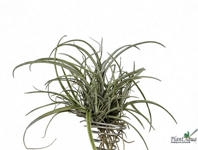 Тилландсия Capitata Domingensis