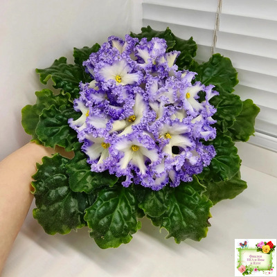 РМ-Франческа (Н. Скорнякова) 2019 г. (лист посажен 05.10.25)