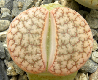 Lithops pseudotruncatella ssp.dendritica С072 (MG) - 10 семян