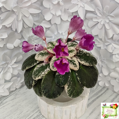 СК-Пангея (А.Кузнецов) 2014 г.