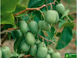 Актинидия аргута "Титан".