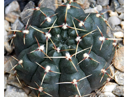 Gymnocalycium schroederianum ssp.paucicostatum LB 960 - 5 семян