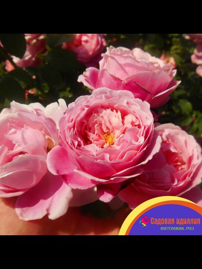 Дитер Мюллер (Dieter Muller)