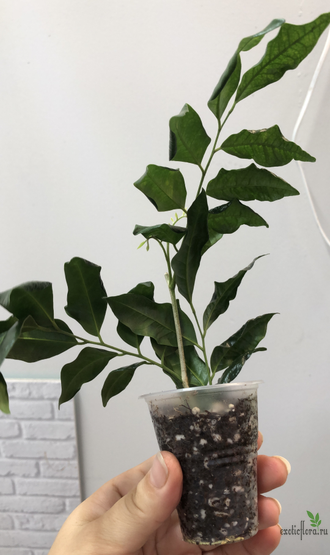 Murraya paniculata ‘Himalayan’  Narrow leaf / Муррайя Гималайская узколистная