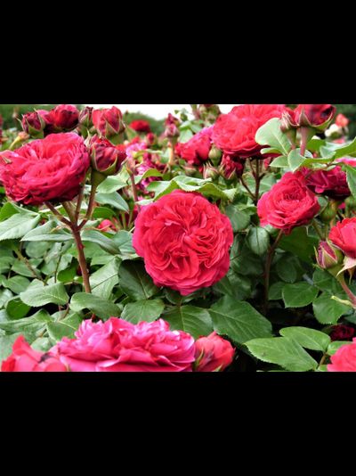 Ред Леонардо Да Винчи (Red Leonardo da Vinci)