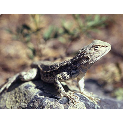 Агама туркестанская (Agama lehmanni или laudakia lehmanni)