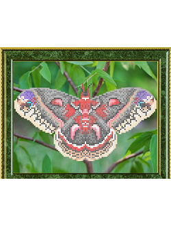 Павлиноглазка цекропия, К4151