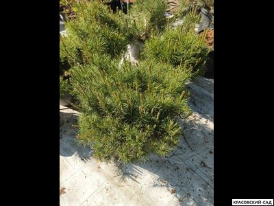Сосна горная мугус фото красовский-сад.рф