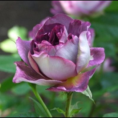 Хоровое общество Хаддерсфилда(Huddersfield Choral Society)