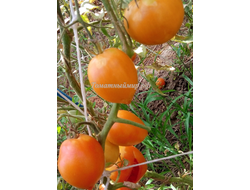 Томат Пан Томат