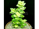 Crassula perforata Variegata - Крассула перфорированная пестрая, Толстянка пронзенная, толстянка продырявленная