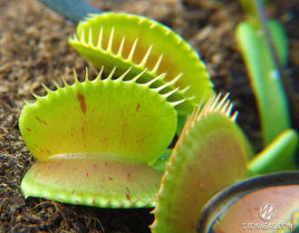 Dionaea muscipula Patches