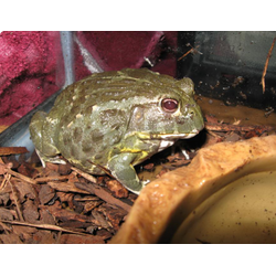 Лягушка водонос (Pyxicephalus abspersus)