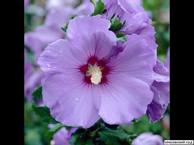 Гибискус Марина - Marina