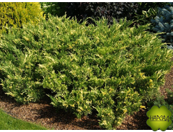 Можжевельник казацкий "Вариегата"