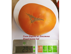 Томат Гном Парень из Локстона (Dwarf Loxton Lad)