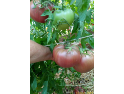 Томат Пурпурное сердце Рейнхарда (Reinhard's Purple Heart, Германия)