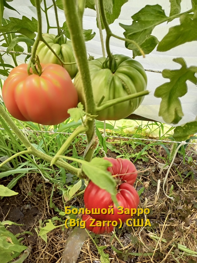 Томат  Бигзарро (Bigzarro), США