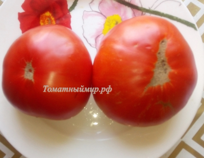 Томат Ник Харп Особенный (Nick Harp's Special, Германия)