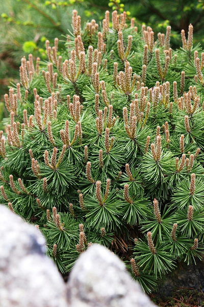 Сосна горная mugo