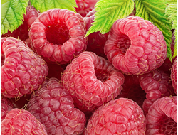 Малина, саженцы