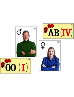 Модель-аппликация "Генетика групп крови" (ламинированная)