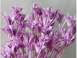 Нигелла сиреневая