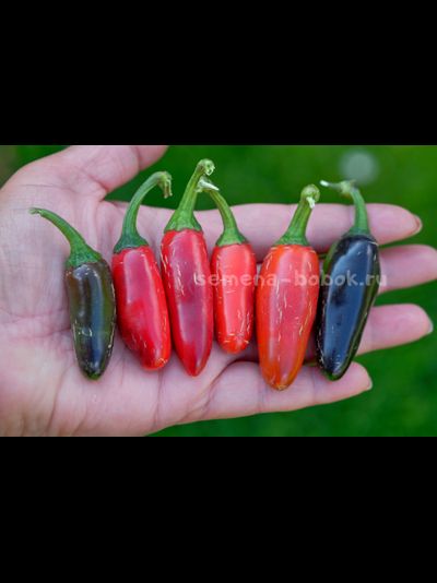 Перец острый Jalapeno Moriachi (Халапеньо Мориачи), 10 шт