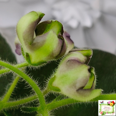 7 Белок (Калгины) химера (стартер сорт)