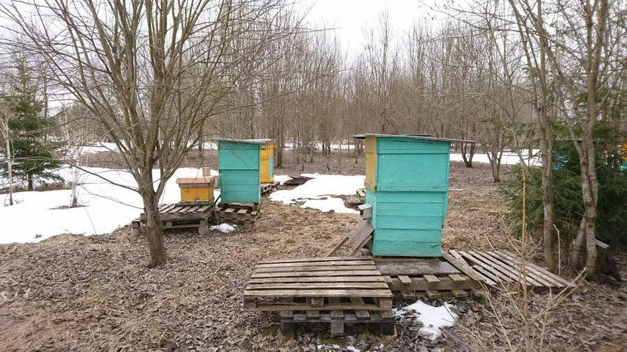 Расстояние между рядами 3 - 4 метра