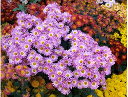 КРЫМ "Бал хризантем в Крыму"