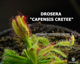 Drosera "Capensis Cretee"