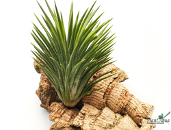 Тилландсия Huamelula