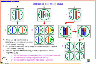 Размножение и развитие  (7 шт), комплект кодотранспарантов (фолий, прозрачных пленок)