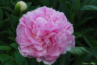 Paeonia High Fashion