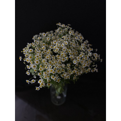 Ромашка кустовая танацетум 51 шт