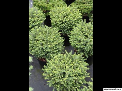 Ель Карел - Karel