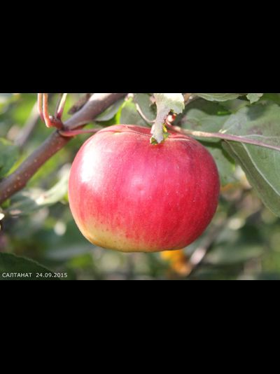 Салтанат (яблоня)