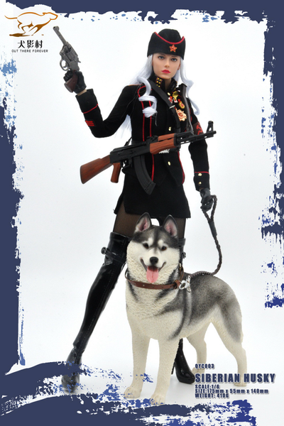 Сибирская хаски (серая) - Коллекционная ФИГУРКА 1/6 scale Husky (QYC003D) - QuanYingCun