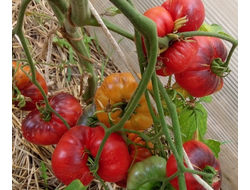 Томат Синий Том (Blue Tom)