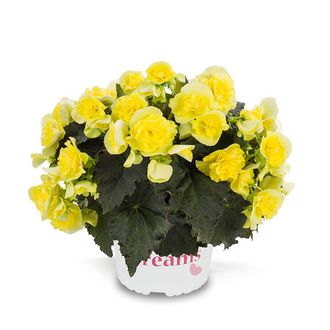 Бегония Begonia Solenia Yellow