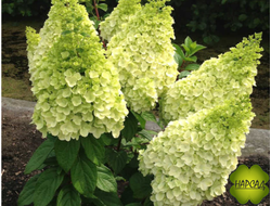 Гортензия метельчатая "МЕДЖИКАЛ КИЛИМАНДЖАРО" (крепкий куст с плотными крупными соцветиями)