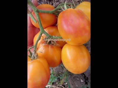 Томат Козула 141 (Kozula 141)