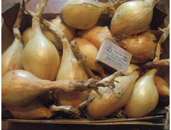 ЛУК СЕМЕЙНЫЙ "ПСКОВСКИЙ МОНАСТЫРСКИЙ"