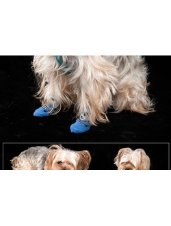 Носочки для собаки Мишка