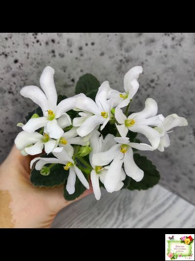 Lunar Lily white (Лунэ Лили уайт) (селекционер неизвестен)