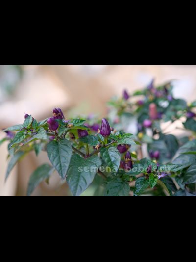 Перец острый TRINIDAD PURPLE COFFEE, 10 шт